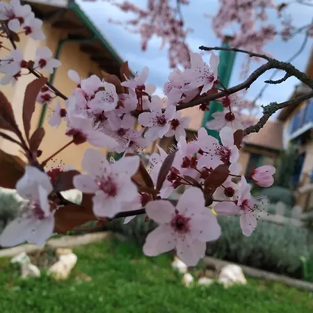 Peregrinos Casaflor